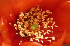 Quand l’évolution fleurit