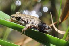 Chorus Frog Ambassador