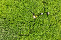 Vegetation sampling, îles-de-Boucherville, in anticipation of drones/airplanes, July 2018.
