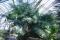 At the top of the rock, in exhibition greenhouse 7, Encephalartos villosus, a specimen registered at the Montreal Botanical Garden in 1959.