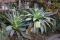 Alcantarea imperialis - flowering stages - 2017-03-09