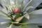 Alcantarea imperialis - flowering stages - 2017-03-09