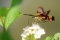 Un papillon, le sphinx colibri (Hemaris thysbe) collecte le nectar grâce à son proboscis (trompe)