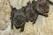 Des chauves-souris