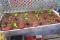  Careful planning of plantings