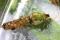 Caddisfly larva in its case - Psilotreta labida