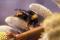 The yellow-banded bumblebee (Bombus terricola) is one of five species of bumblebee currently on the list of endangered species in Canada.