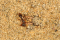 Capturing an ant