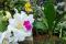 Cattleya