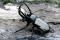 Chalcosoma sp. - Asia