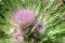 Plant de chardon de Mingan en fleurs