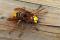Frelon européen (Vespa crabro)