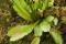 Dionaea muscipula 