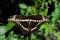 Papillon grand porte-queue