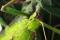 Heteropteryx dilatata, une des espèces capables de se reproduire par la reproduction sexuée et la parthénogenèse.