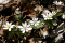 La sanguinaire du Canada (Sanguinaria canadensis) est une espèce floristique vulnérable à la récolte.
