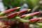 Alcantarea imperialis - étapes de la floraison - 2017-04-26
