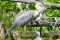 Great blue heron