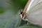 Morpho blanc © Espace pour la vie (Michel Tremblay)