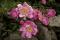 Peony (Paeonia)