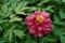 Tree peony (Paeonia suffruticosa)