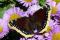 Papillon morio