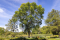 Pennsylvania red ash tree in front of a blue sky.