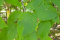 Bouleau jaune (Betula alleghaniensis)